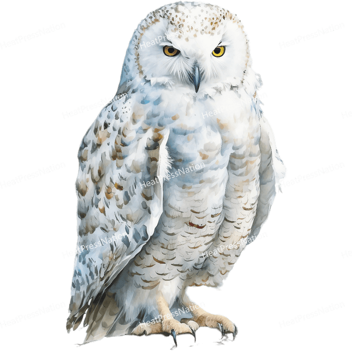 White Owl Front Design - HeatPressNation